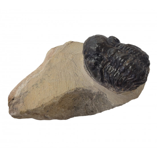 Reedops cephalotes