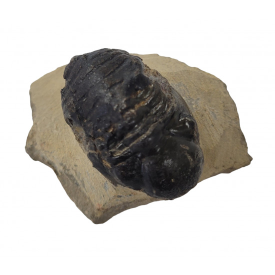 Reedops cephalotes