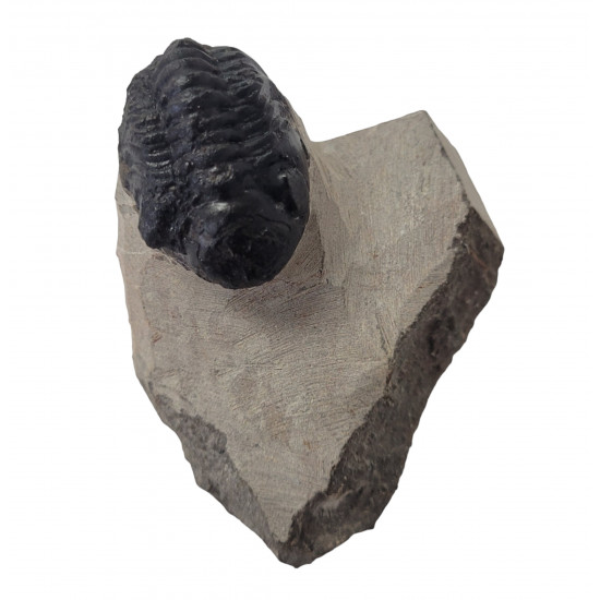 Reedops cephalotes