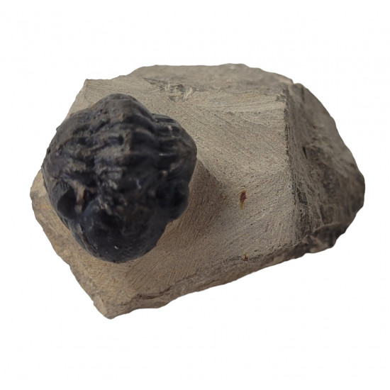 Reedops cephalotes