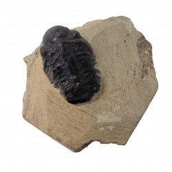 Reedops cephalotes