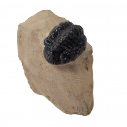 Reedops cephalotes