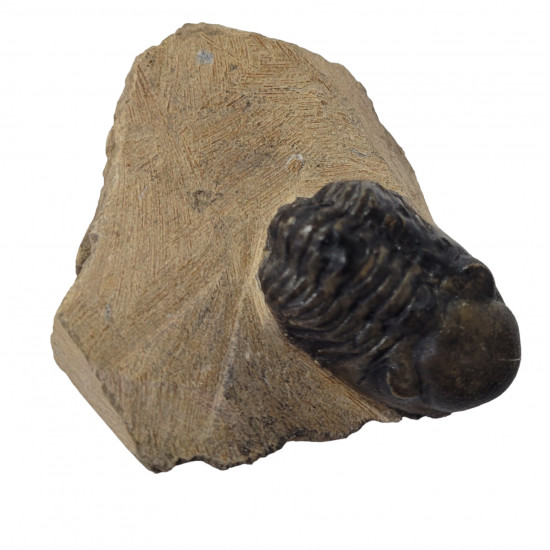 Reedops cephalotes