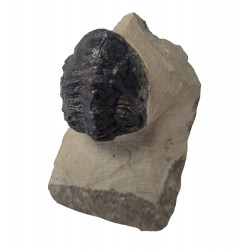 Reedops cephalotes