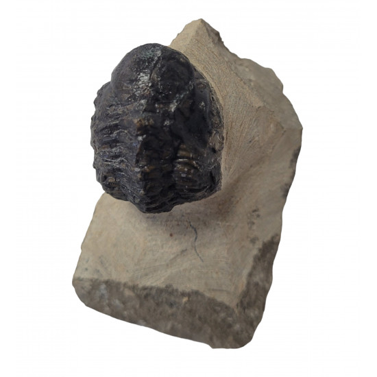 Reedops cephalotes