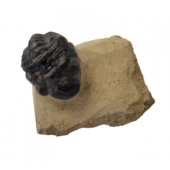Reedops cephalotes