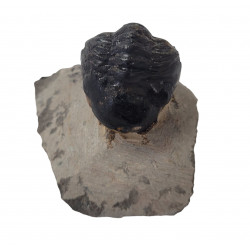 Reedops cephalotes