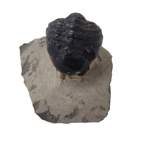 Reedops cephalotes