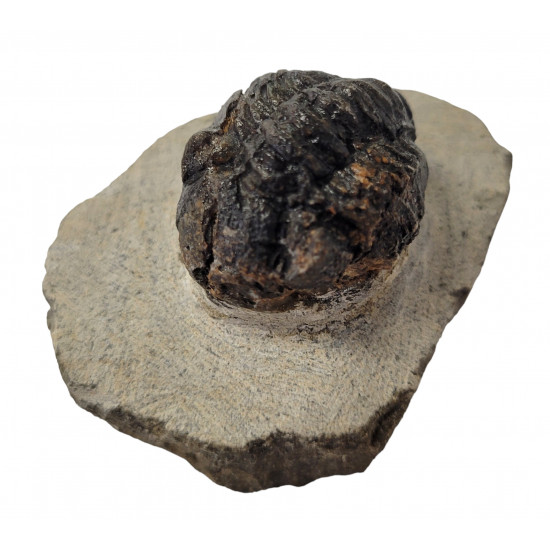 Reedops cephalotes