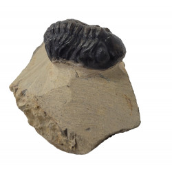 Reedops cephalotes