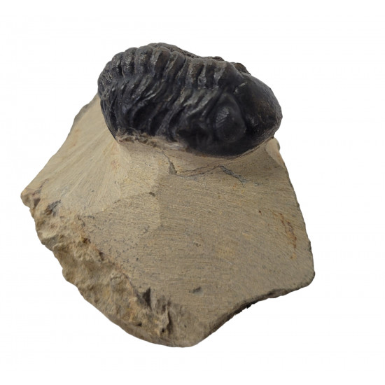 Reedops cephalotes