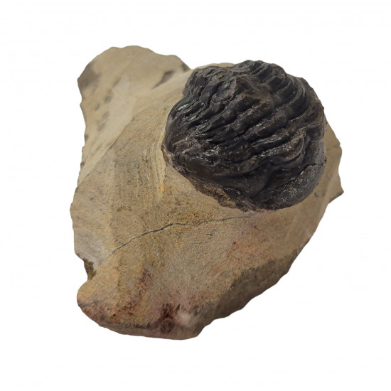 Reedops cephalotes