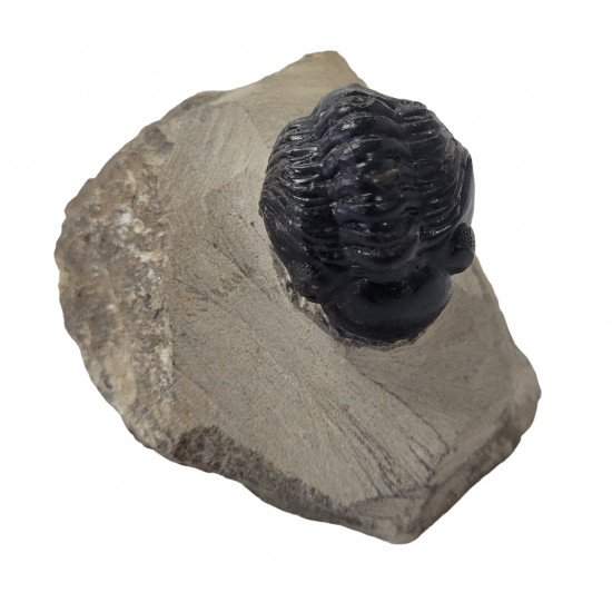 Reedops cephalotes