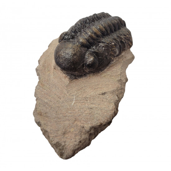 Reedops cephalotes