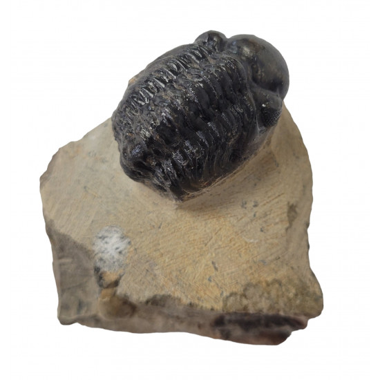 Reedops cephalotes
