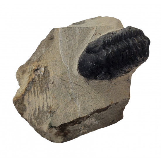 Reedops cephalotes