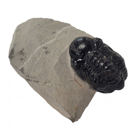 Reedops cephalotes
