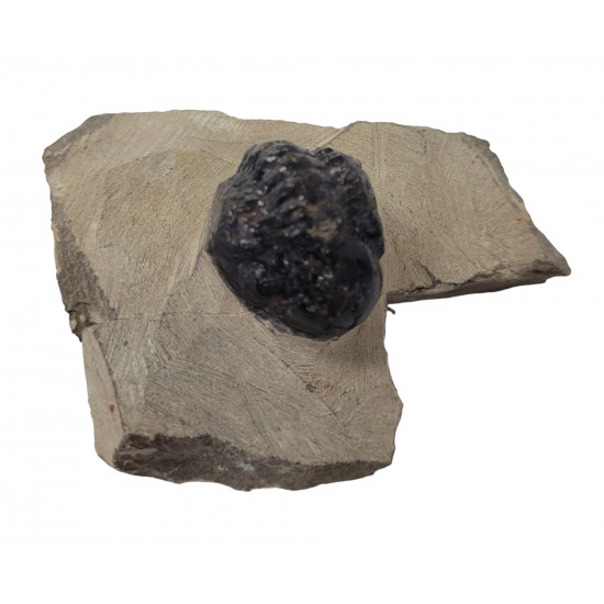 Reedops cephalotes
