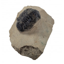 Reedops cephalotes