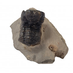 Reedops cephalotes