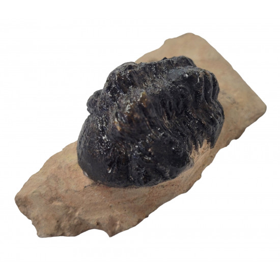 Reedops cephalotes