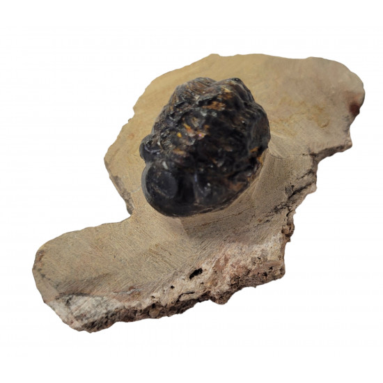 Reedops cephalotes