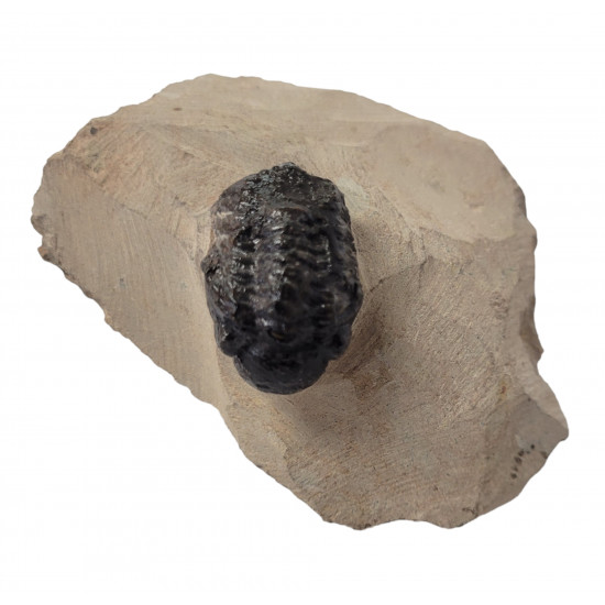 Reedops cephalotes
