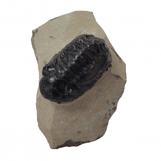Reedops cephalotes