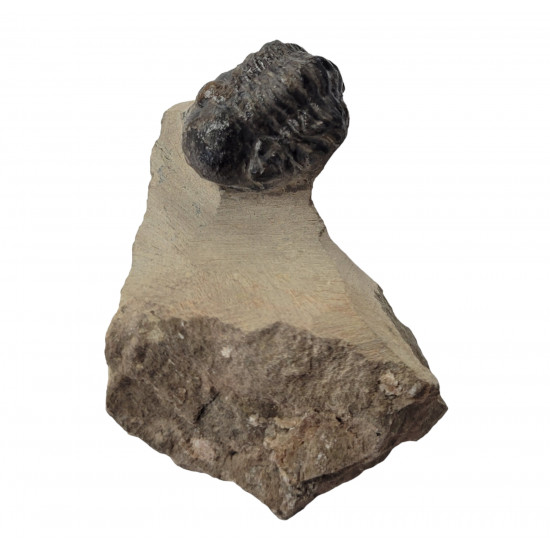 Reedops cephalotes