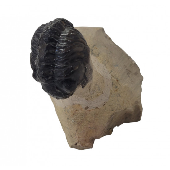 Reedops cephalotes