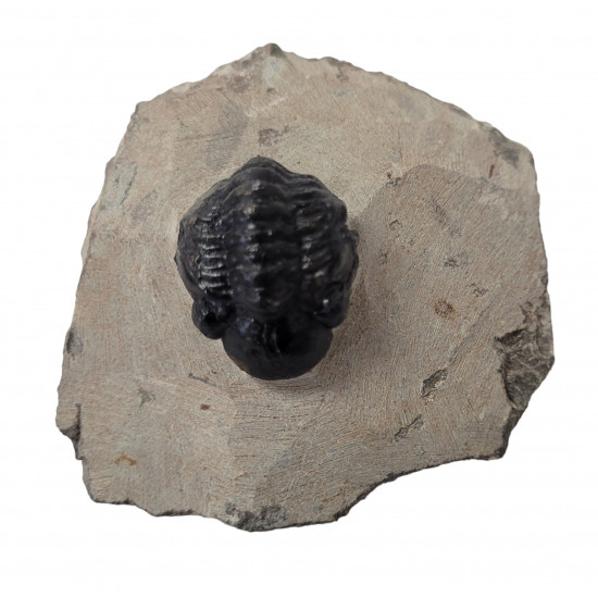 Reedops cephalotes