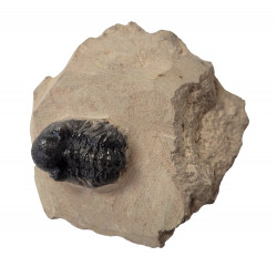 Reedops cephalotes