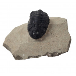 Reedops cephalotes