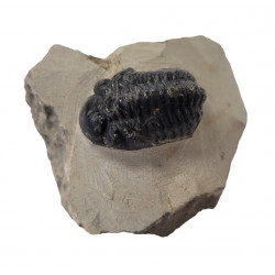 Reedops cephalotes