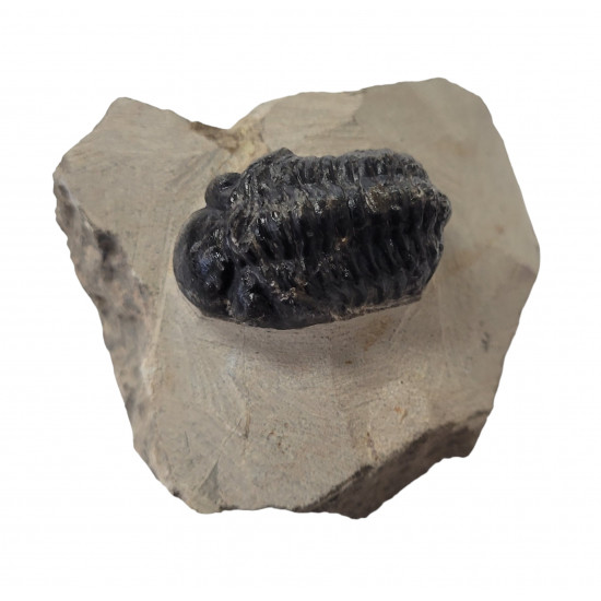 Reedops cephalotes