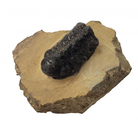 Reedops cephalotes