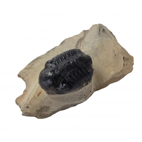 Reedops cephalotes