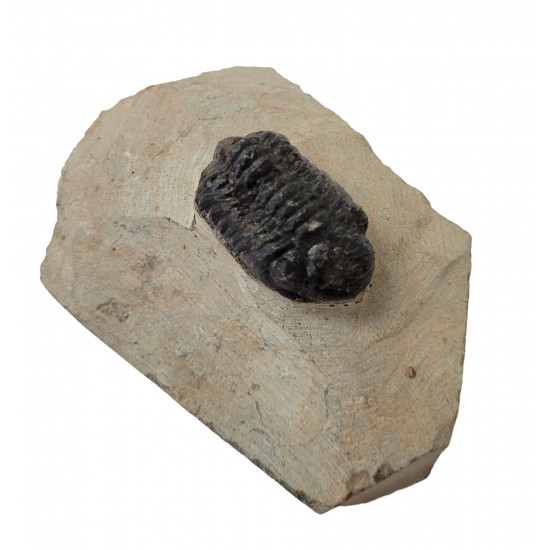 Reedops cephalotes