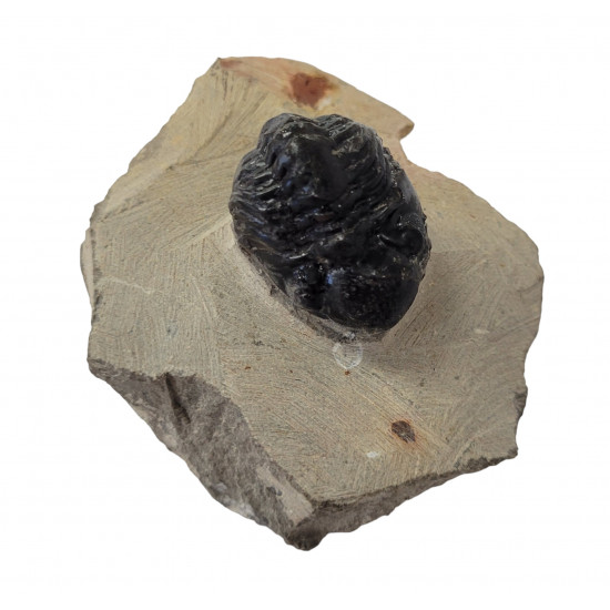 Reedops cephalotes
