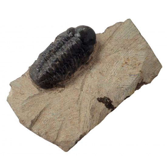 Reedops cephalotes