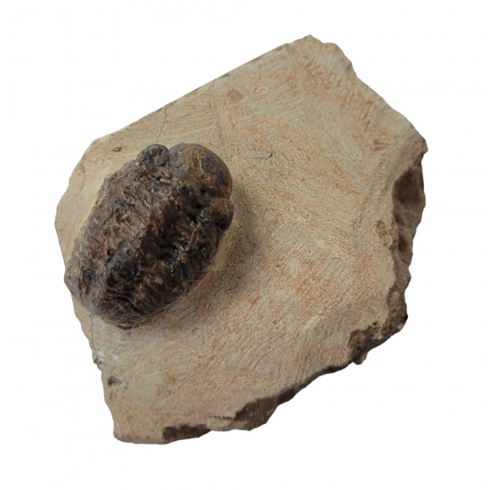 Reedops cephalotes