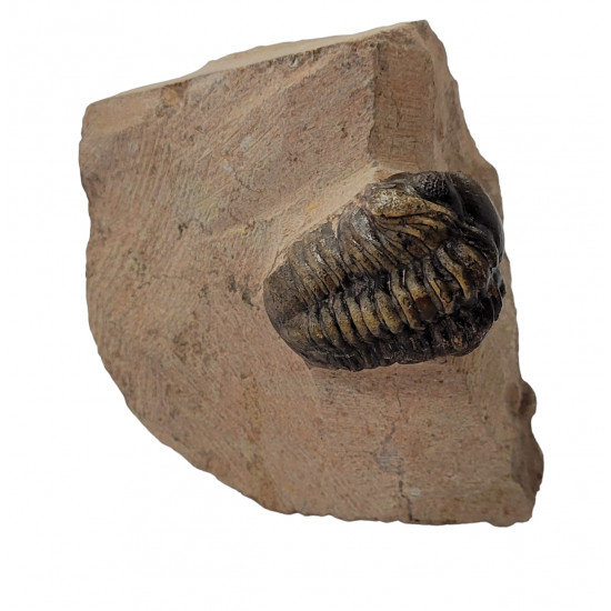 Reedops cephalotes