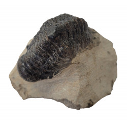Crotalocephalus gibbus