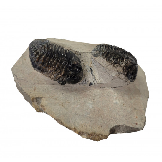 Reedops cephalotes double