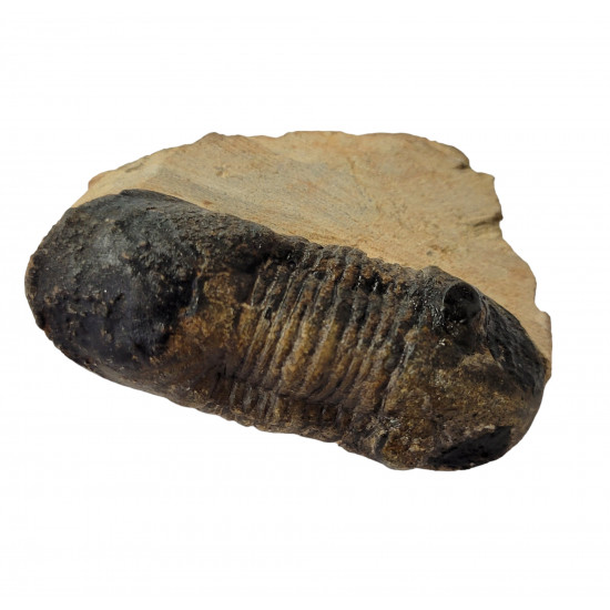 paralejurus dormitenzeri
