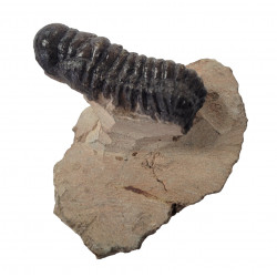 Crotalocephalus gibbus