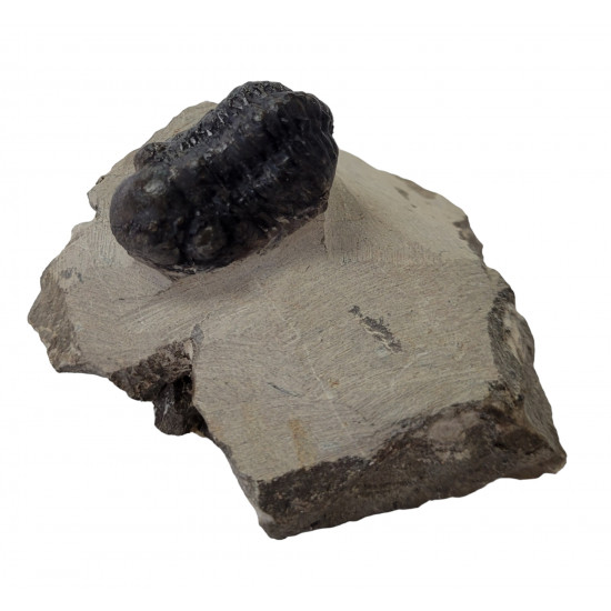 Reedops cephalotes