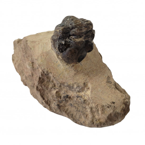 Reedops cephalotes