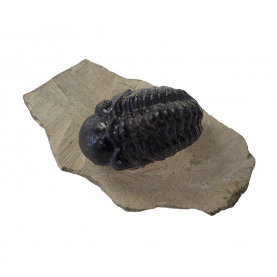 Reedops cephalotes