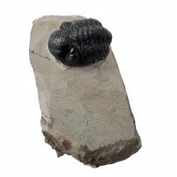 Reedops cephalotes
